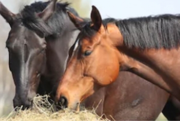 Equestrian & Farming