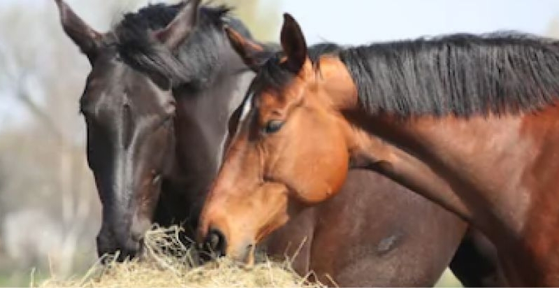 Equestrian & Farming